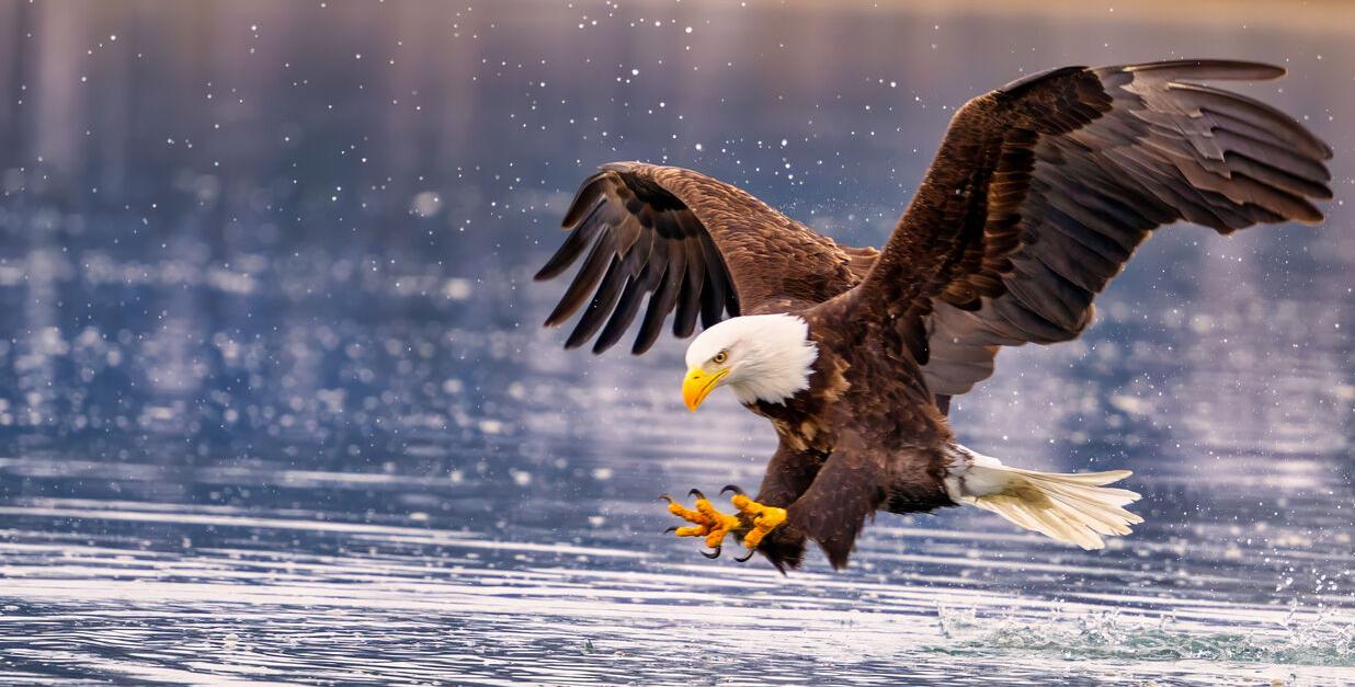 Bald eagle